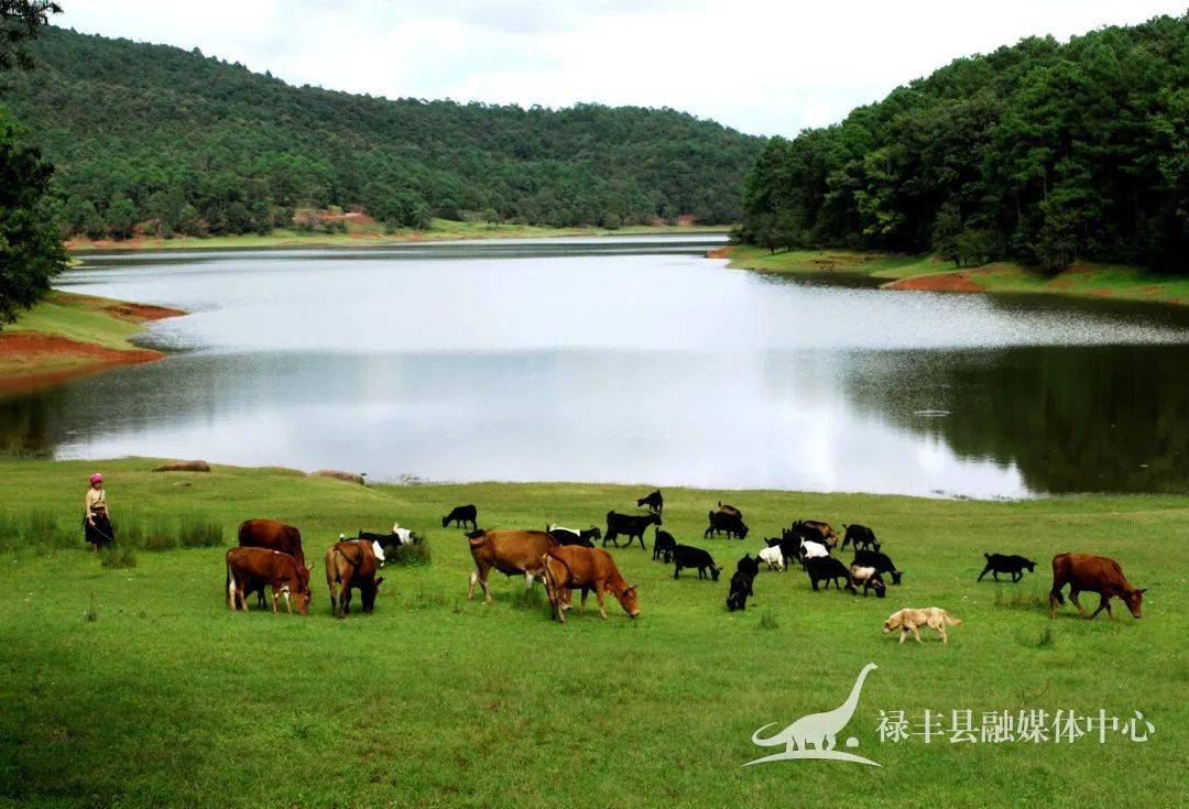 祿豐招聘網(wǎng)最新招聘,祿豐招聘網(wǎng)最新招聘動態(tài)，職業(yè)發(fā)展的黃金機會