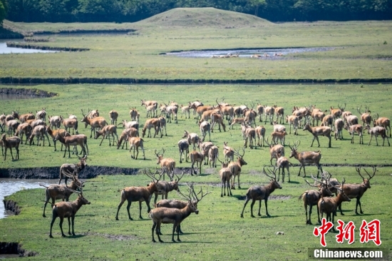 2025正版四不像圖解特肖下載,關(guān)于正版四不像圖解特肖下載的文章