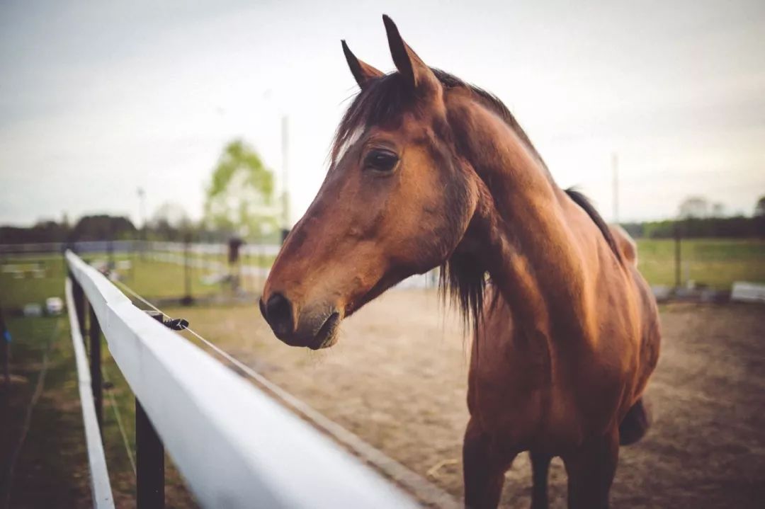 今晚澳門特馬開什么今晚四不像,今晚澳門特馬揭曉，四不像的奇幻世界